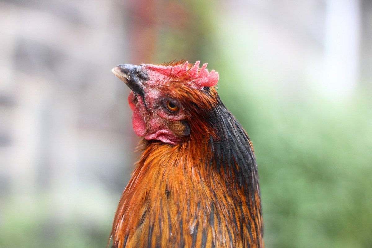 Курица Ханна