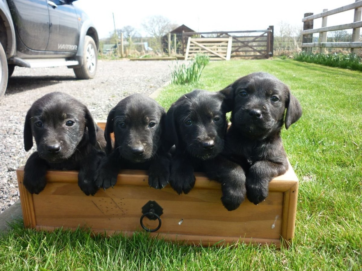 Кокер спаниель и лабрадор