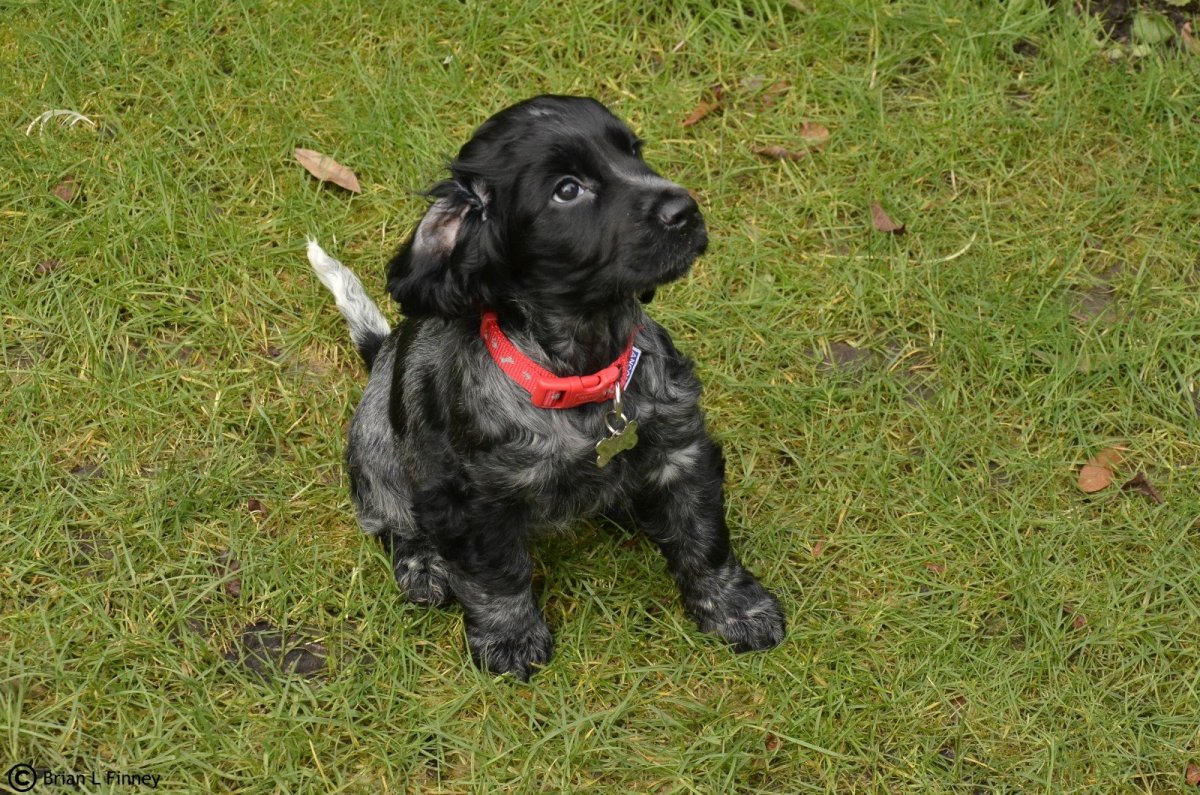 Метис кокер спаниеля