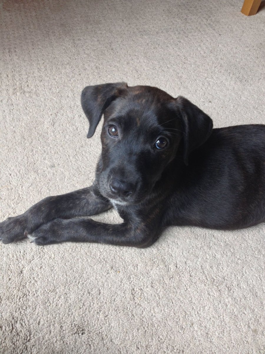 Смесь лабрадора и дворняги