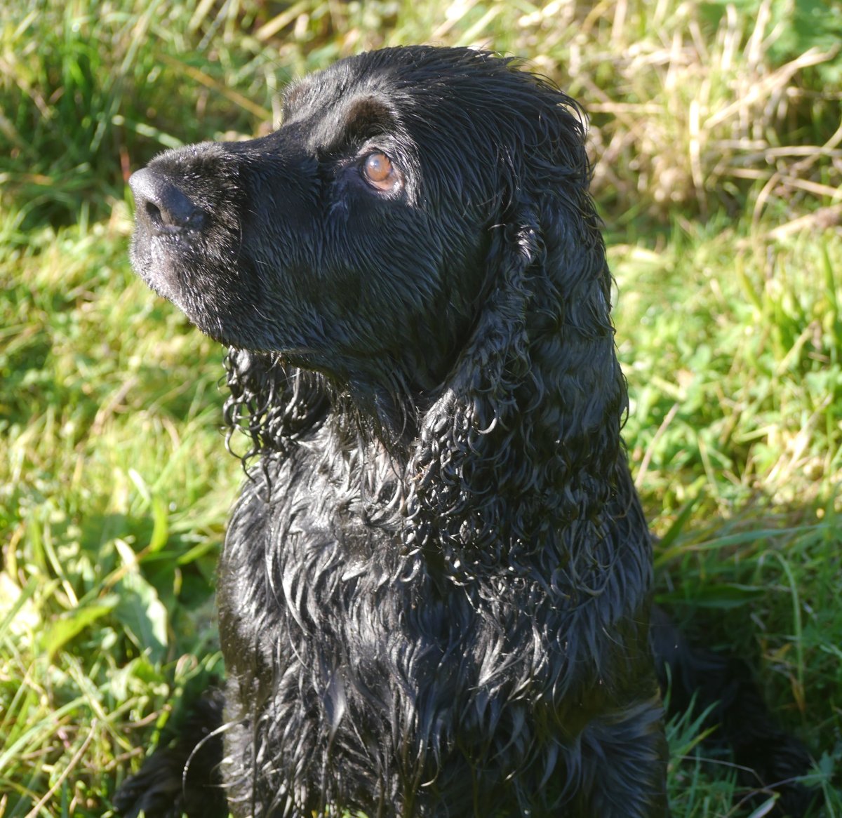 Кокер лабрадор