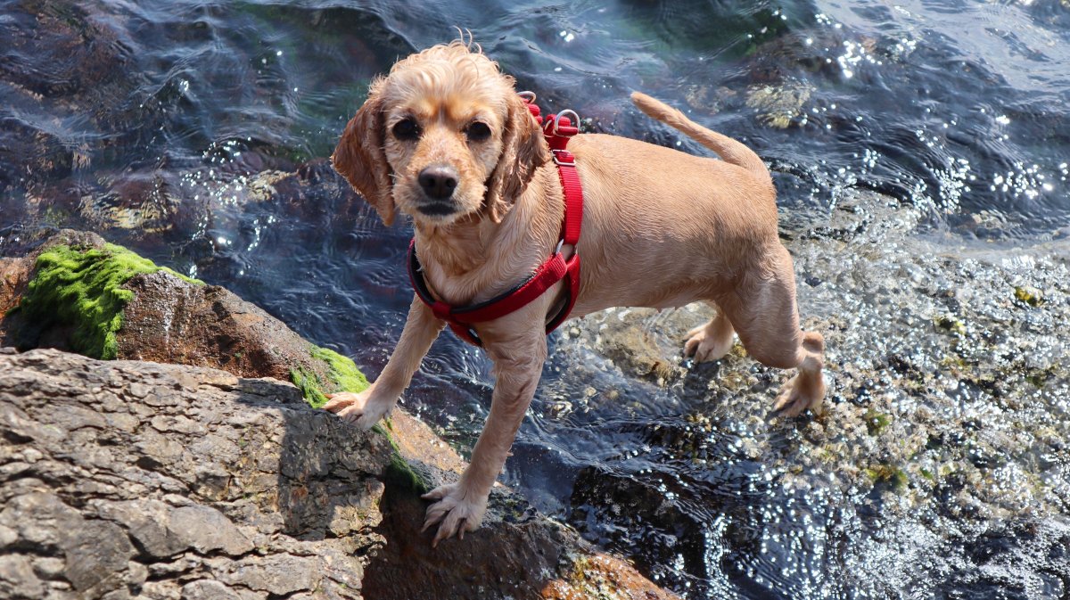 Спаниель пьет воду