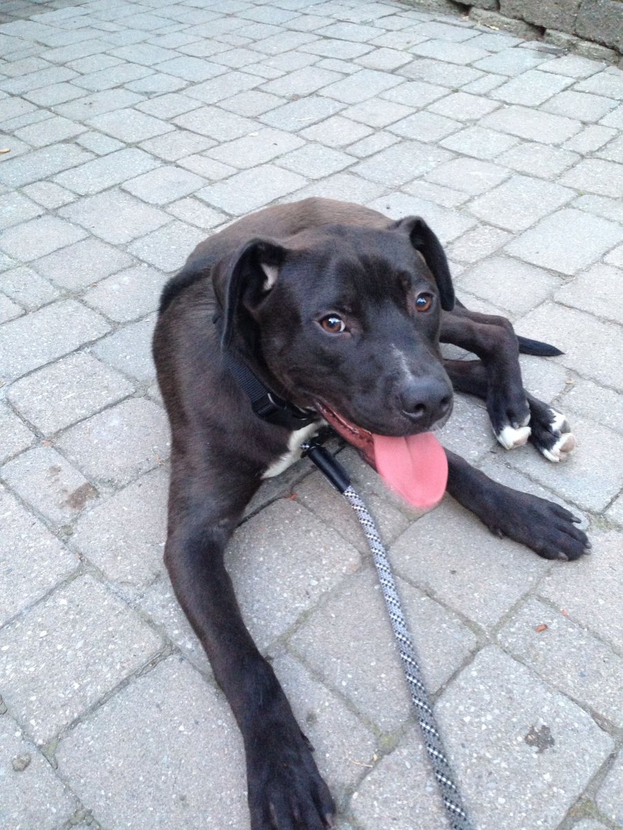 Лабрадор и Стаффорд