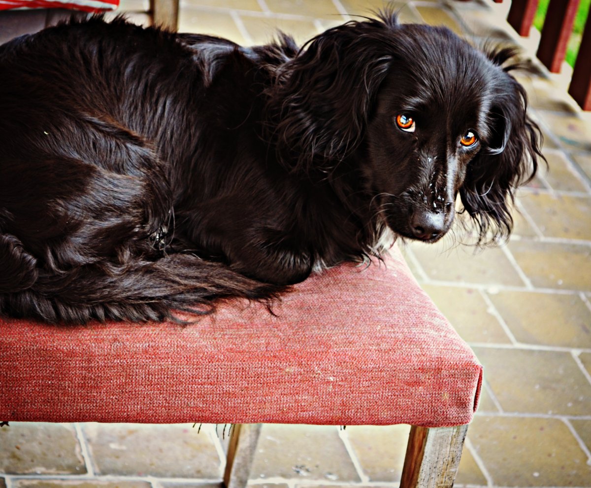 Русский кокер спаниель черный