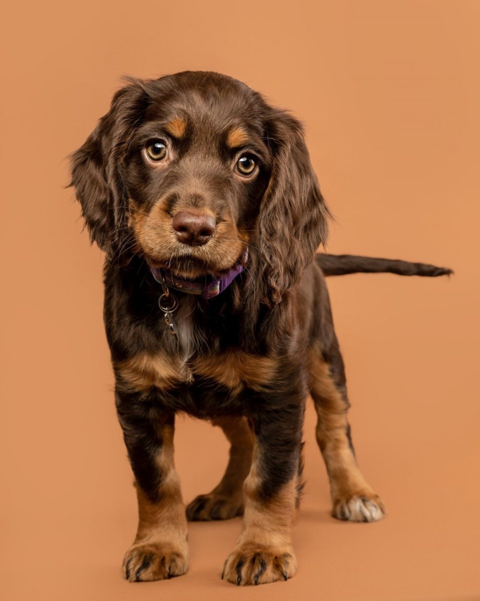 Кокер спаниель Йоко