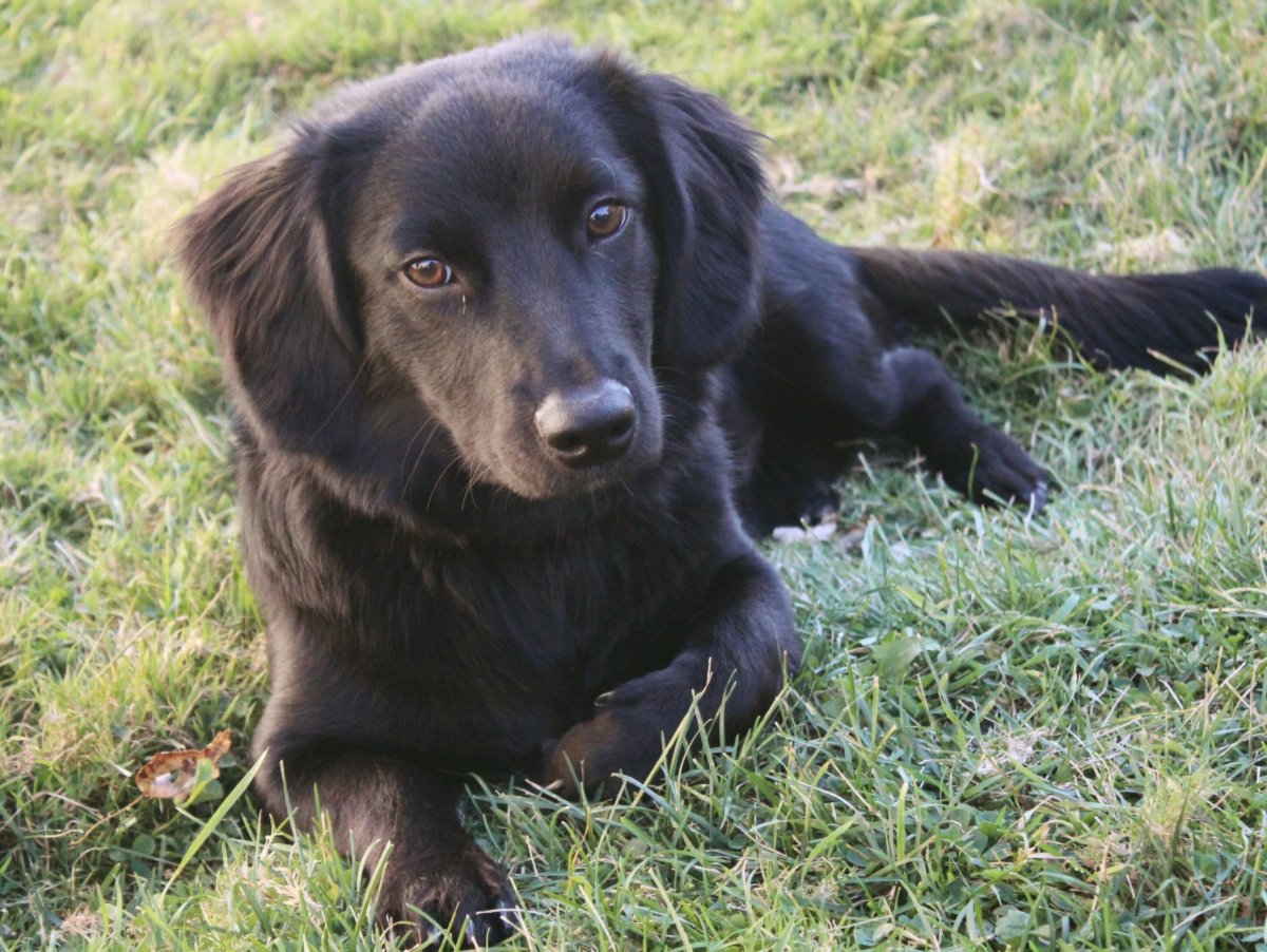 Метис таксы и лабрадора