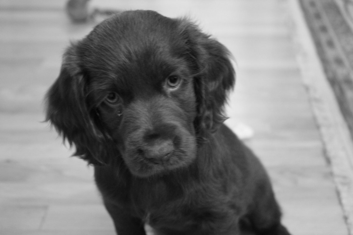 Метис спаниеля и Болонки