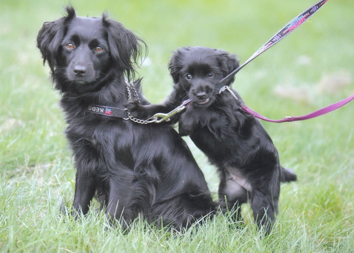 Голландский маркизье