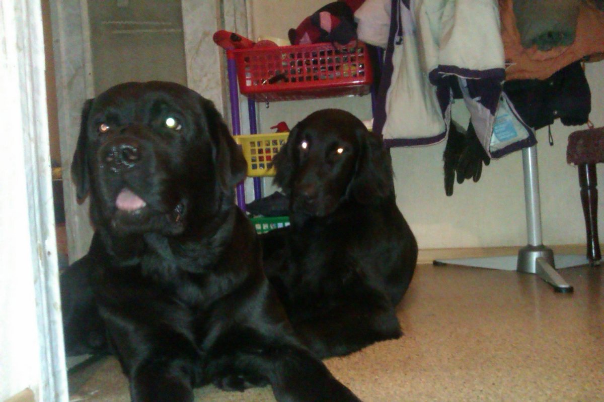 Метис кокер лабрадор