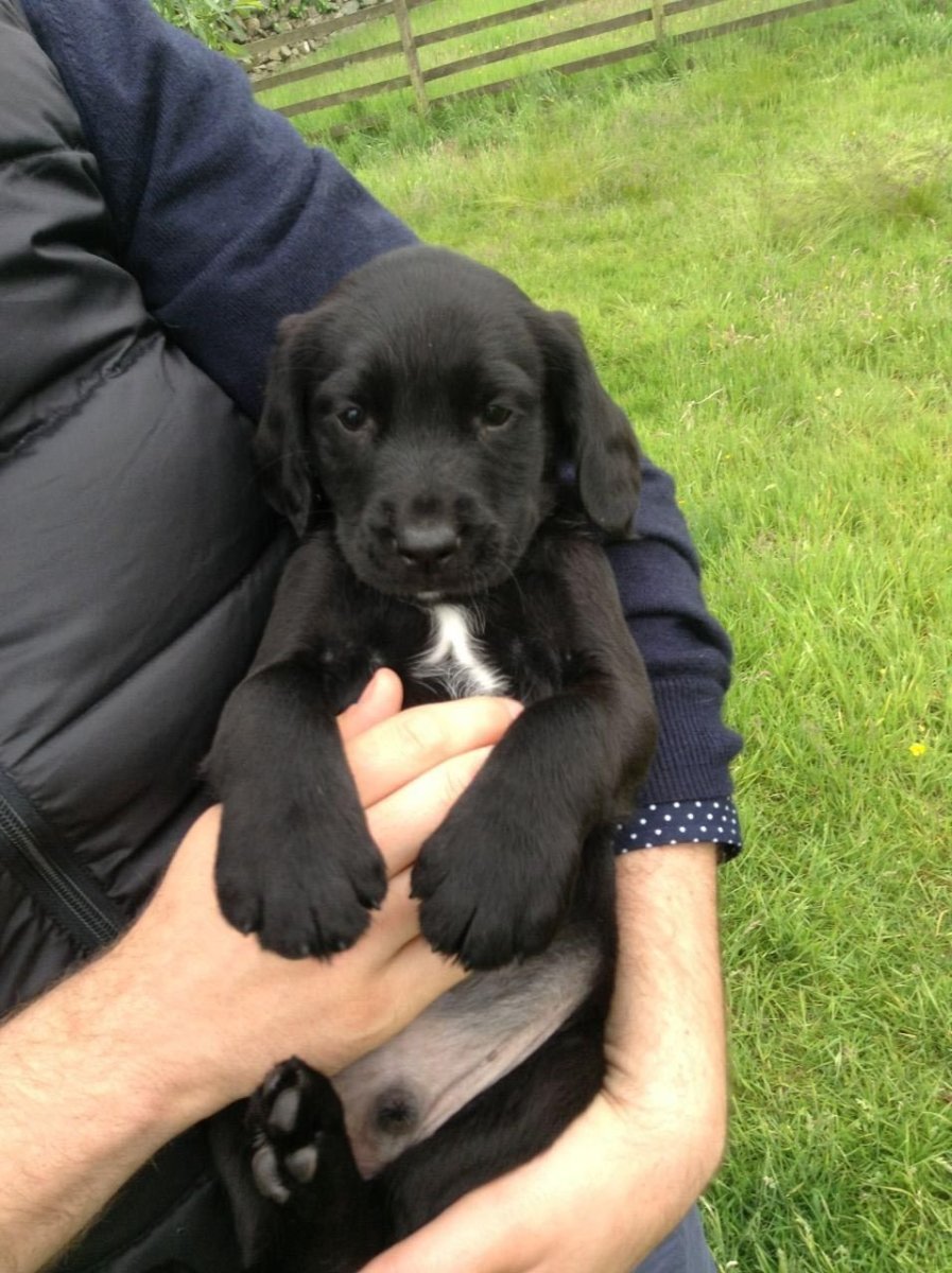 Метис лабрадора и кокер спаниель