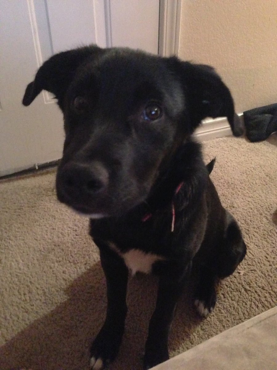 Метис лабрадора и овчарки черный