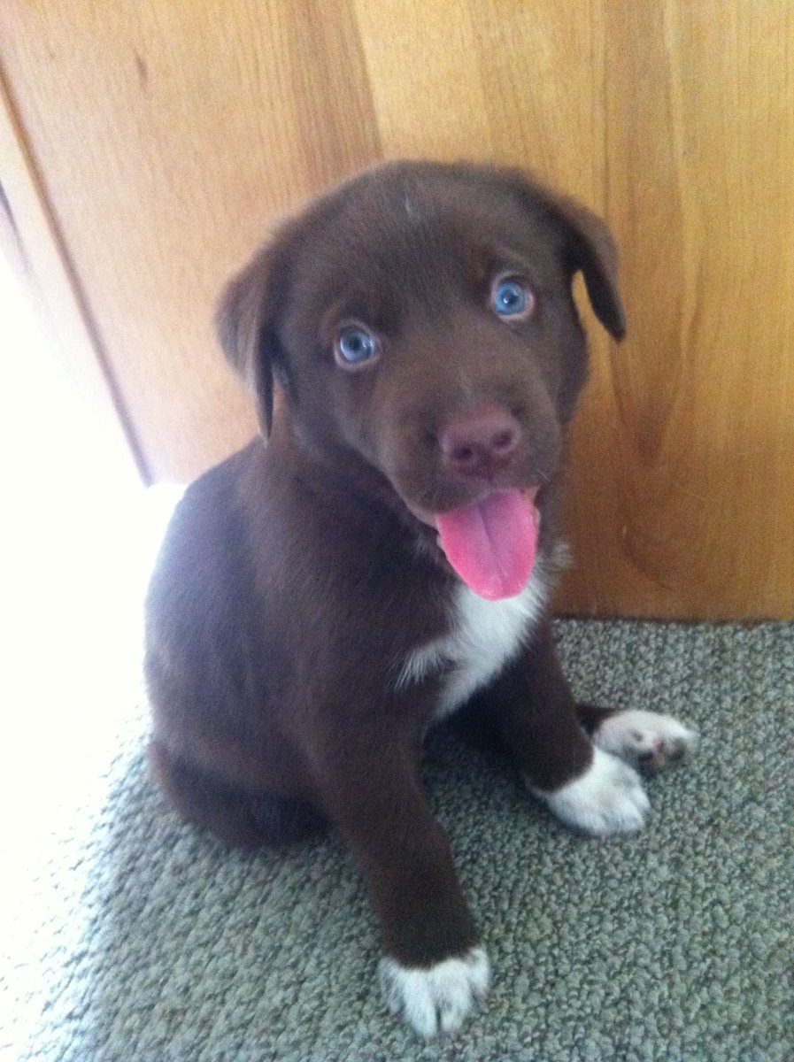 Помесь хаски и лабрадора