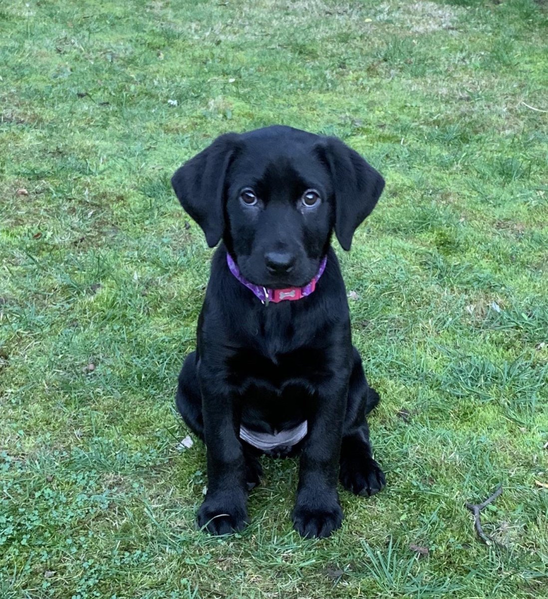 Лабрадор ротвейлер