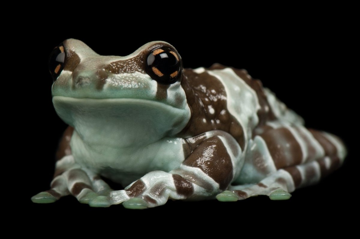 Фото молоки лягушки