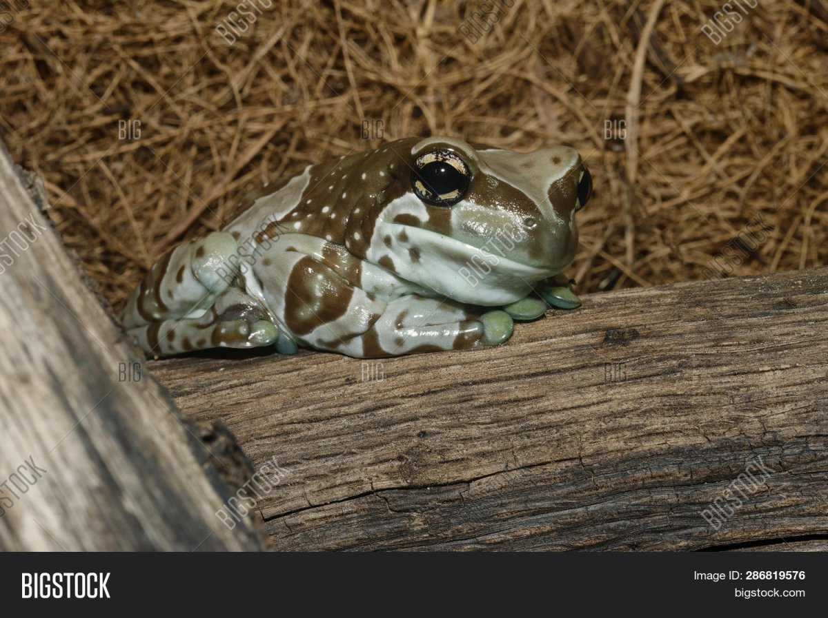 Амазонская молочная лягушка