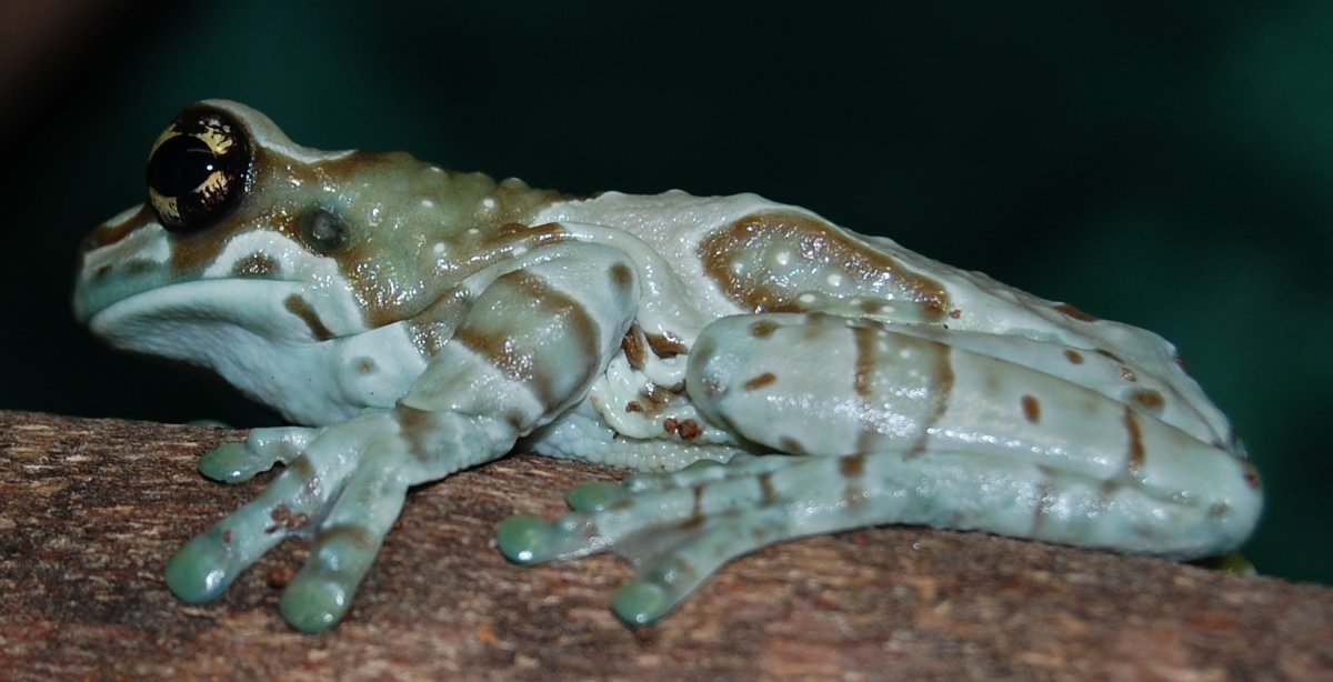 Лягушка водонос зубы