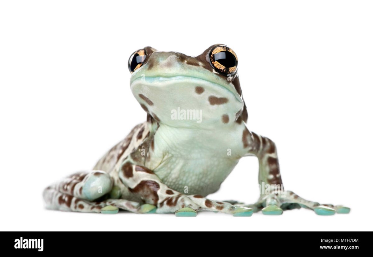 Амазонская молочная лягушка