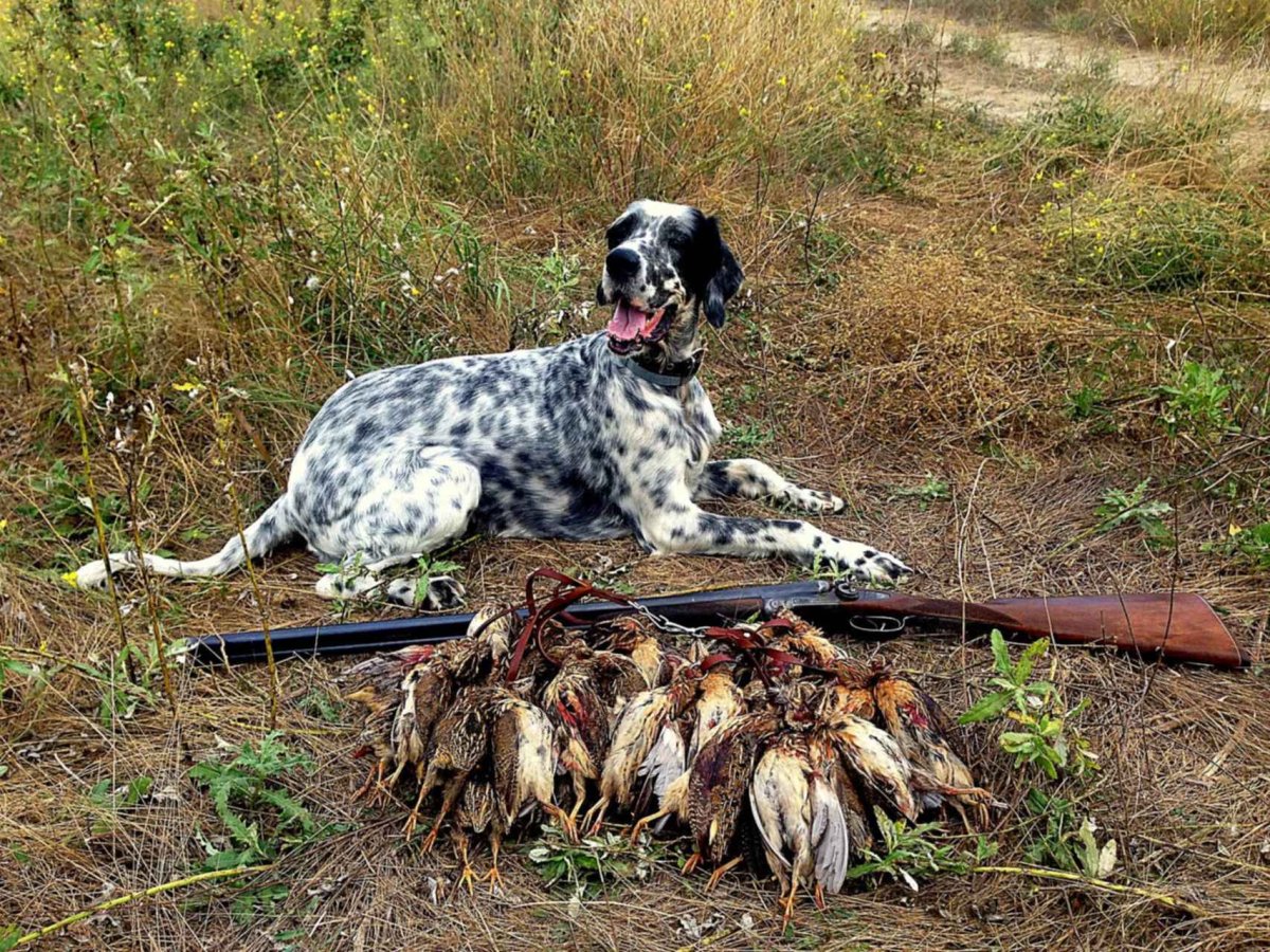 Охота с курцхааром на зайца