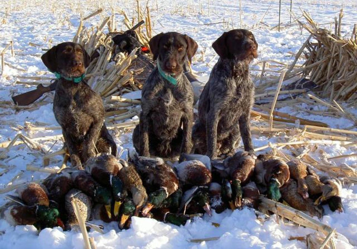 Дратхаар охота на утку