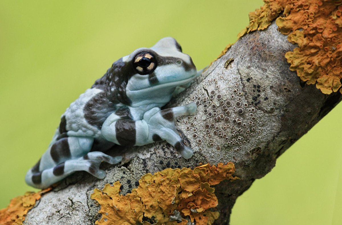 Амазонские молочные лягушки