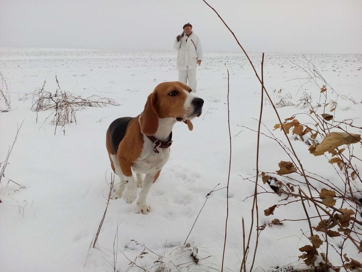 Русская охотничья Бигль