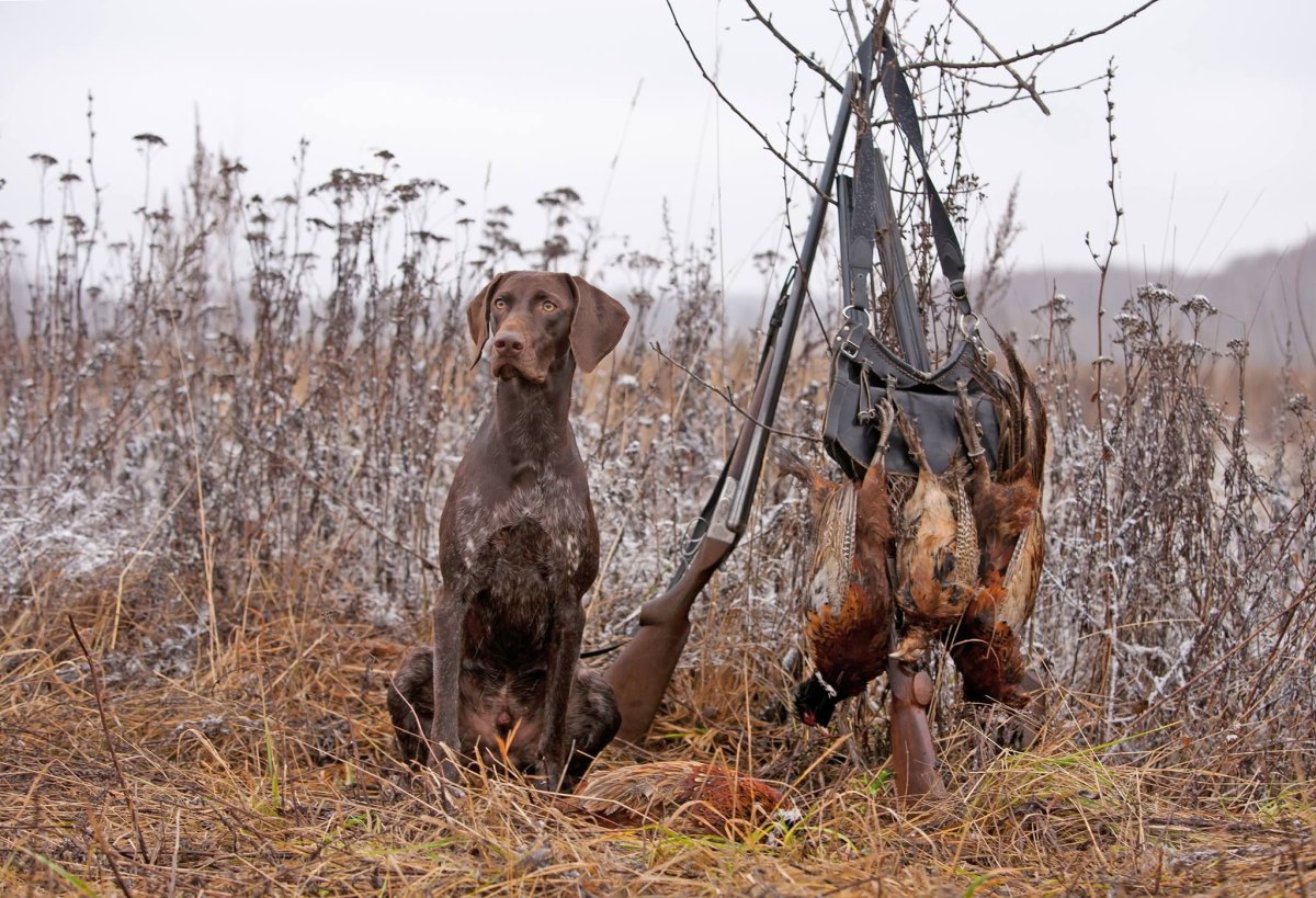 Охота на бекаса с легавой
