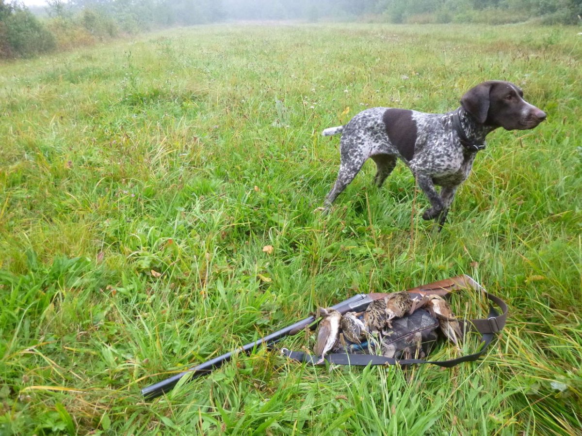 Курцхаар и русский спаниель