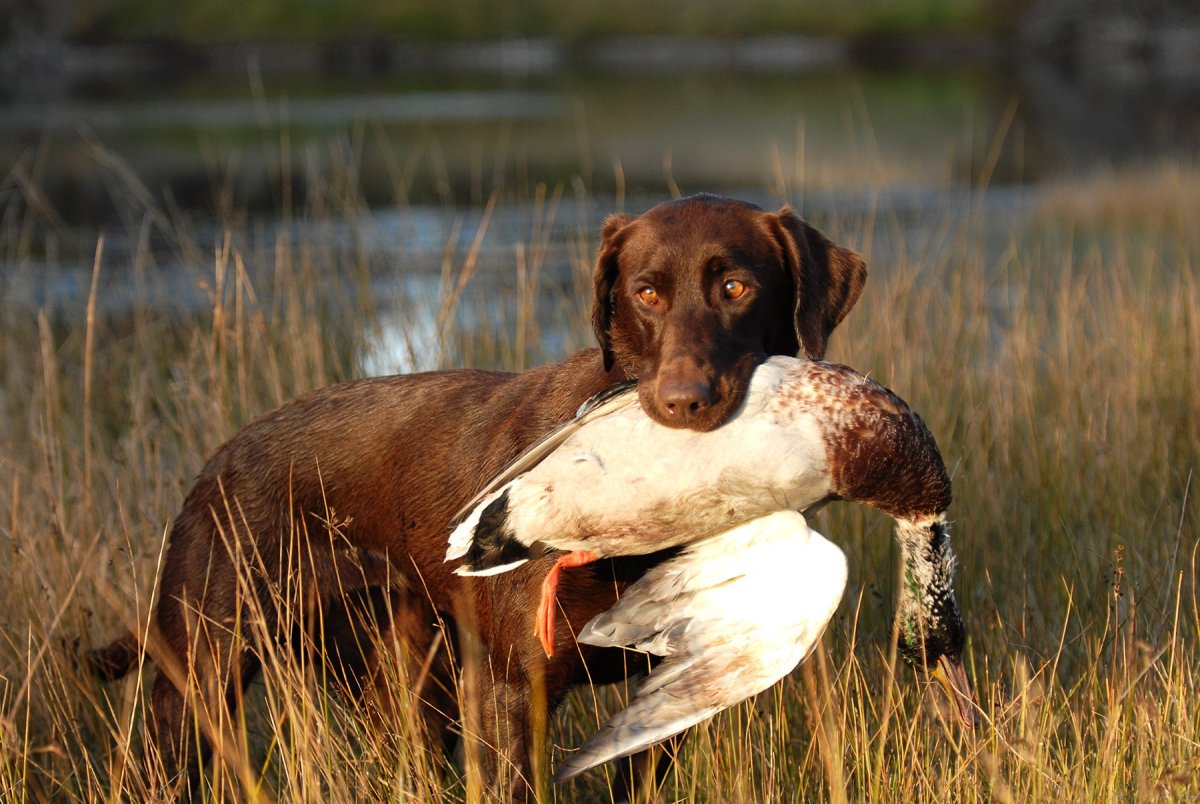 Курцхаар дратхаар Лангхаар