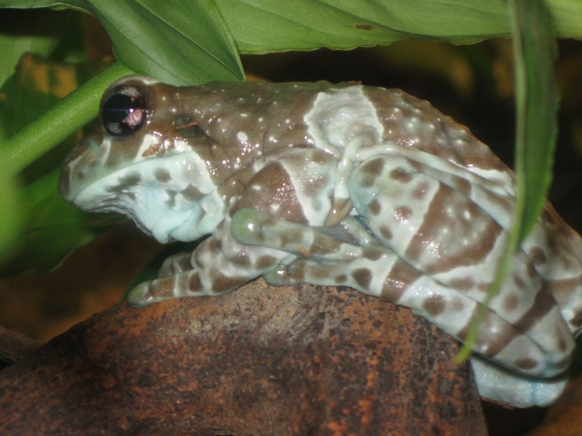 Жабы спариваются