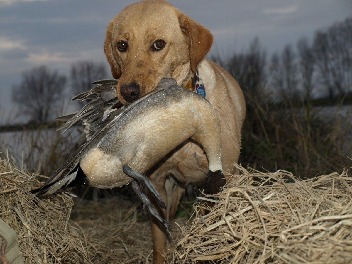 Собака на охоте