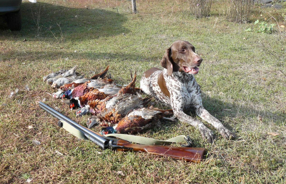 Охота с курцхааром на фазана