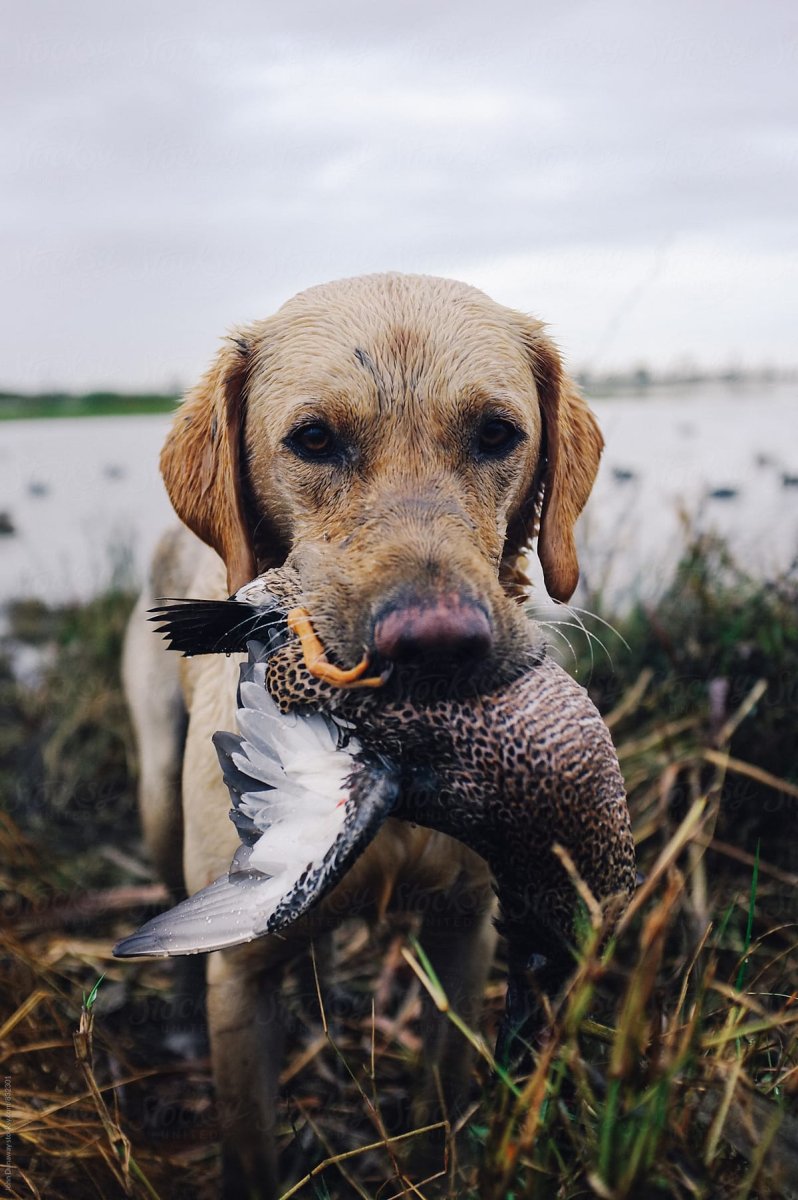 Собака на уток порода