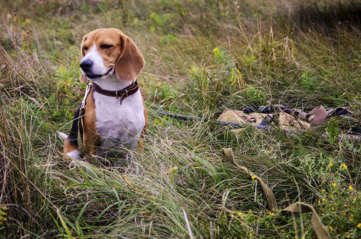 Бигль и легавая