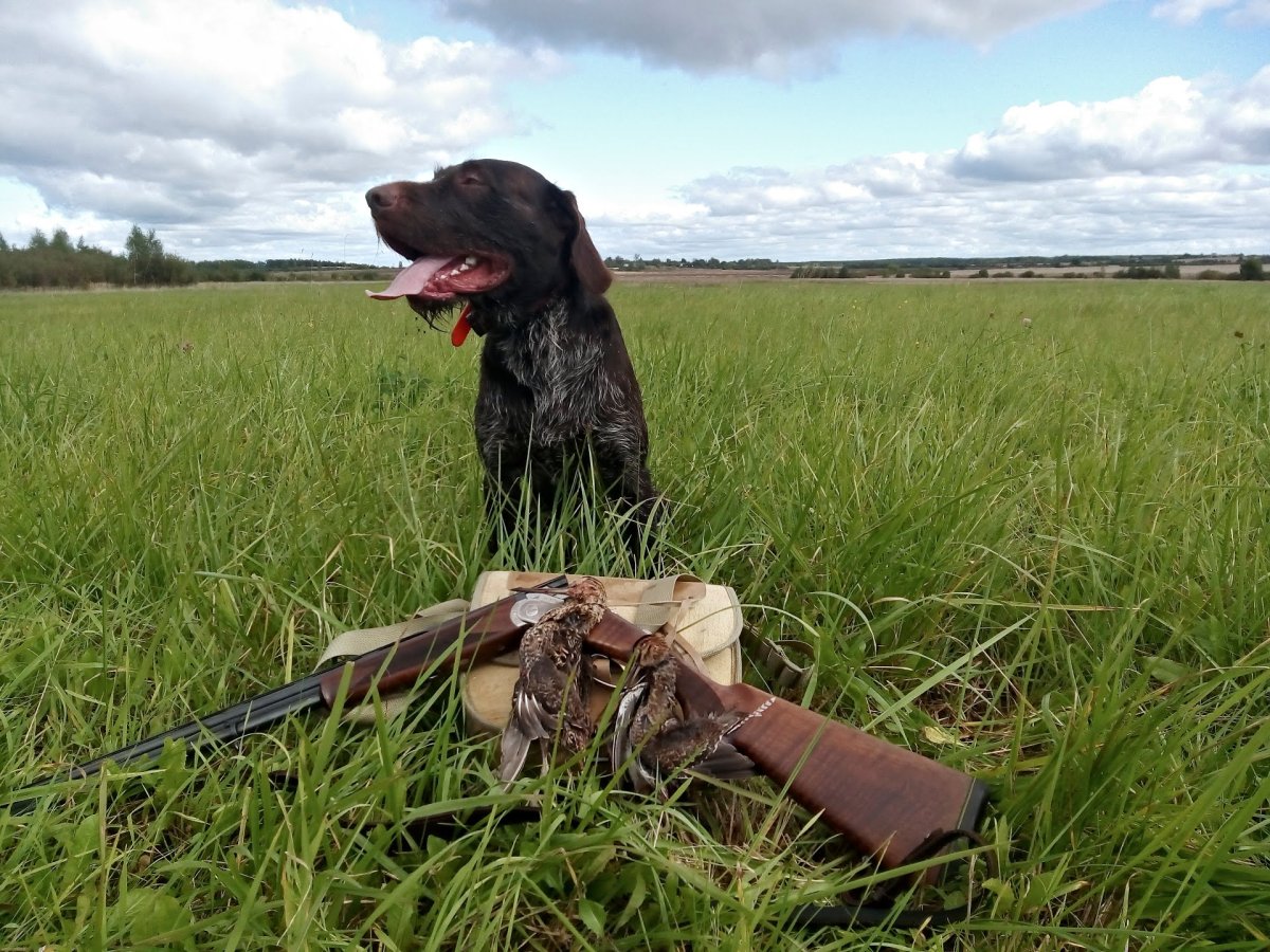 Охота на бекаса с легавой