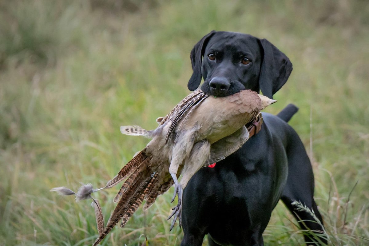 Собака охотничья