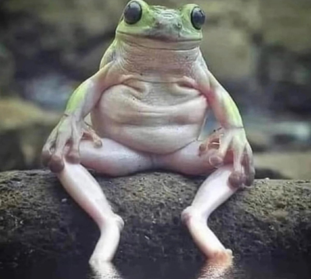 Молочная лягушка