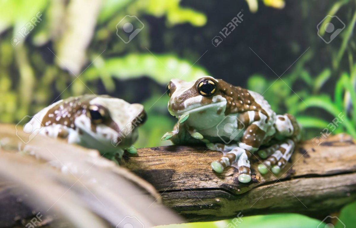 Молочная жаба