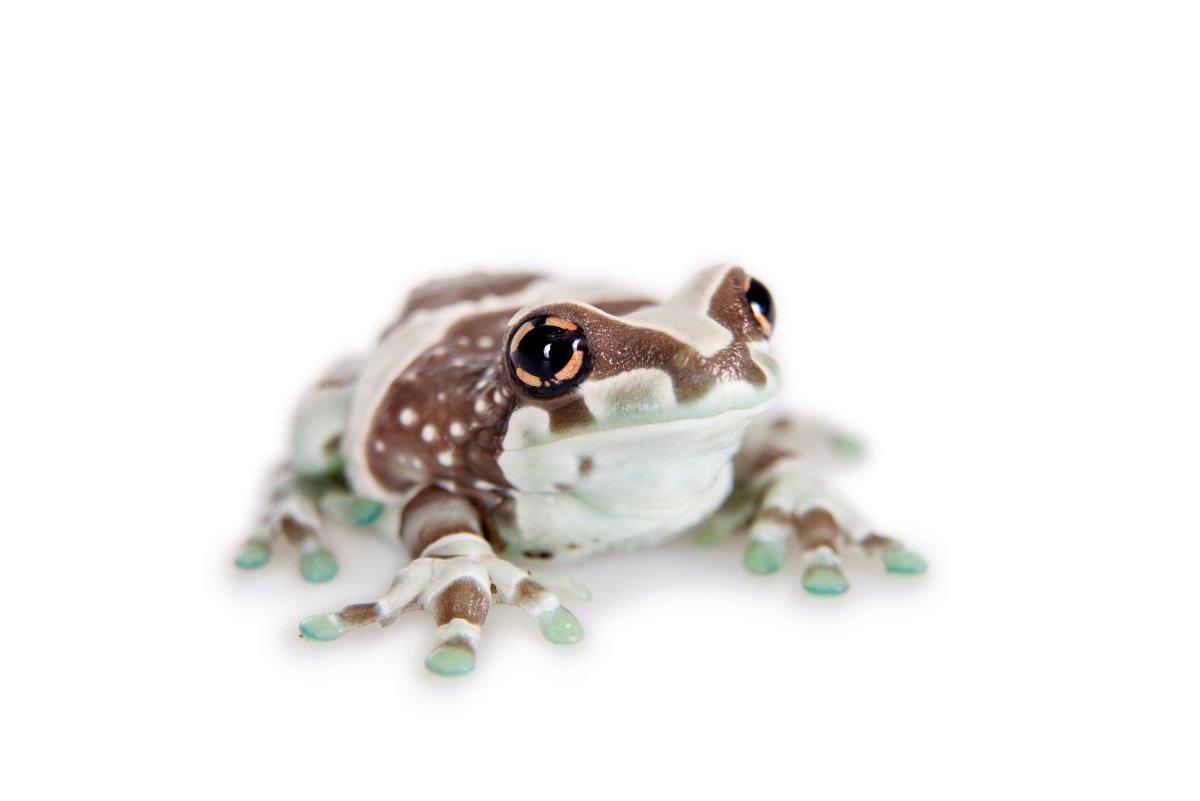 Амазонская молочная лягушка