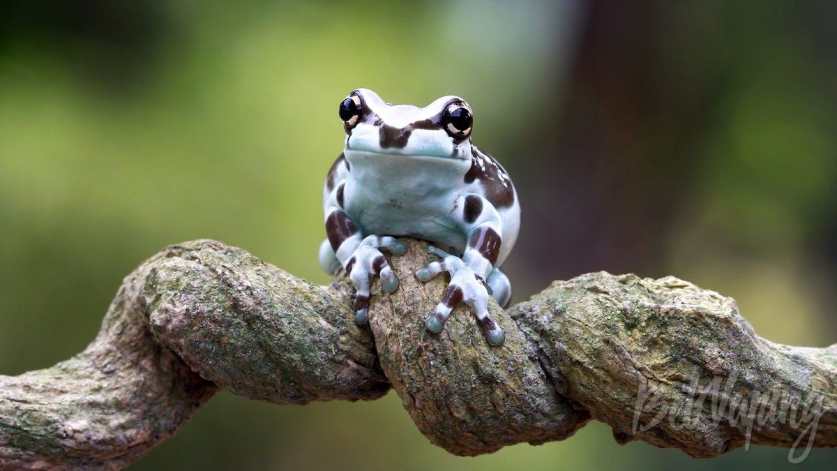 Молочная лягушка Амазонская ядовитая