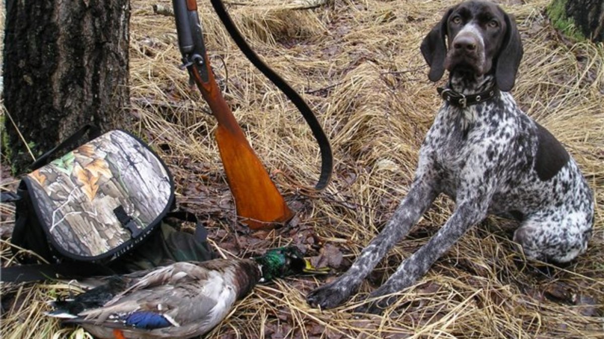 Охотничьи собаки на уток