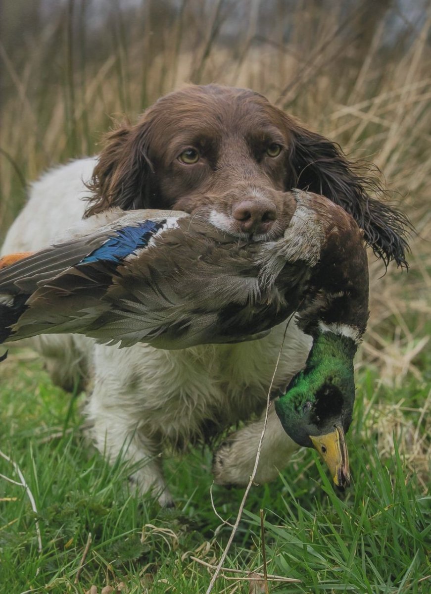 Кокер спаниель и охотник