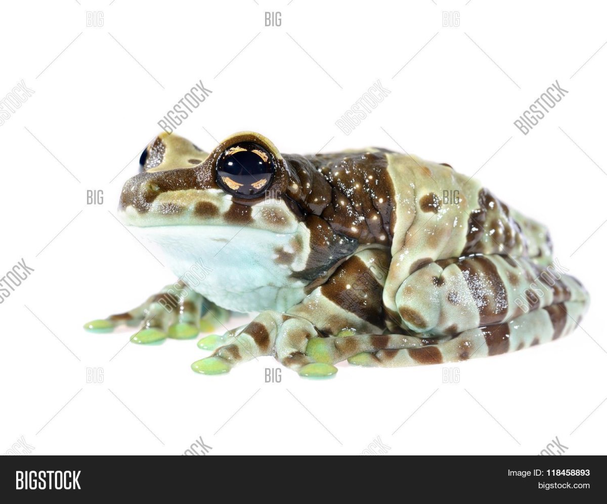 Тара лягушка молочная