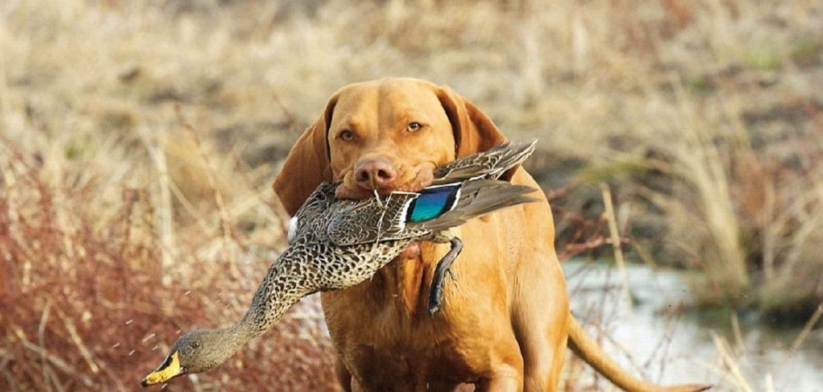 Подготовка охотничьих собак