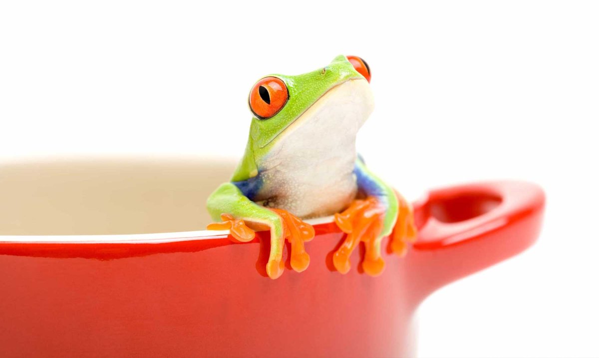 Пастушья квакша