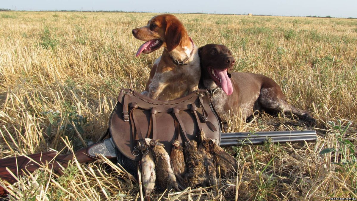 Охота на перепела с легавой