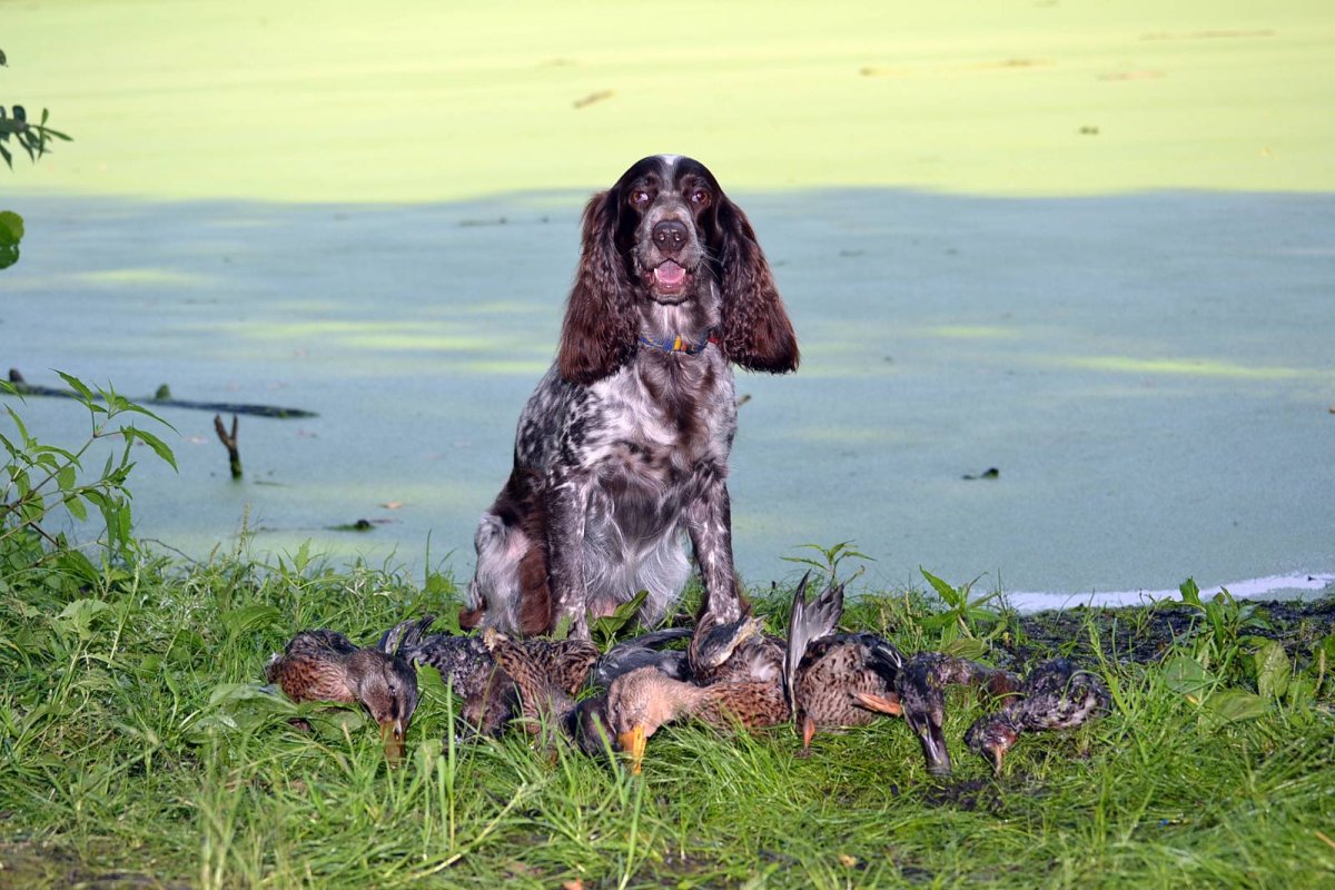 Русский охотничий спаниель на охоте