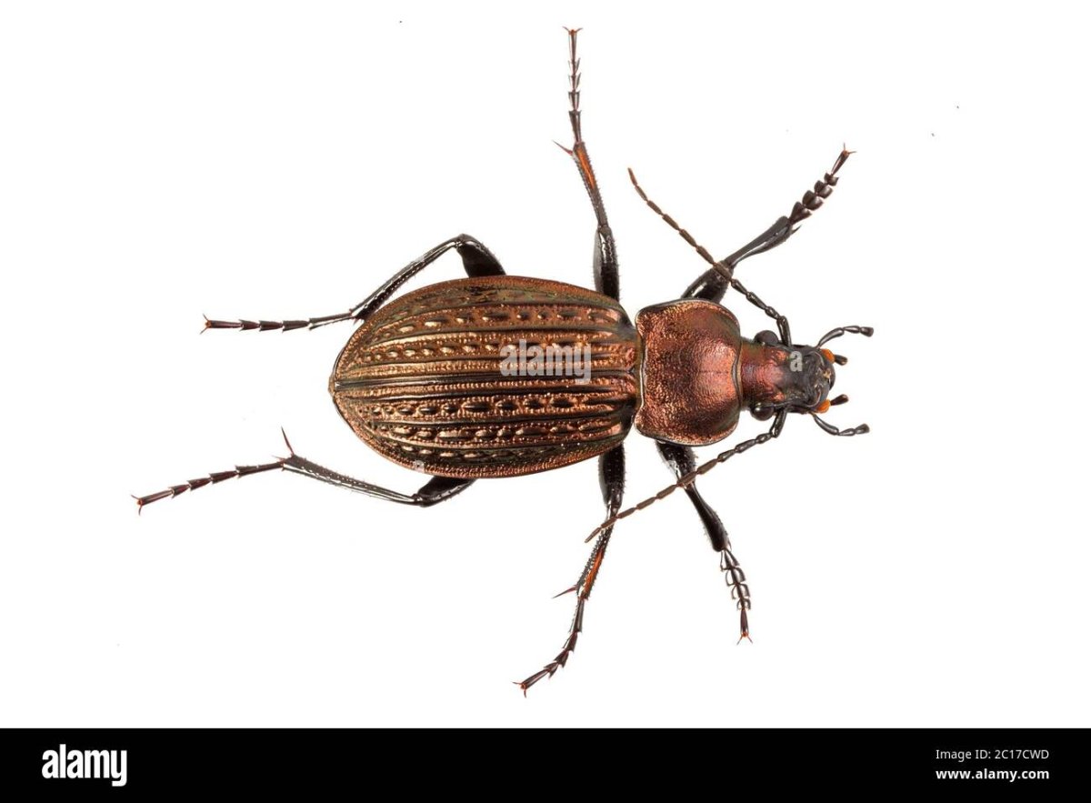 Жужелица на белом фоне