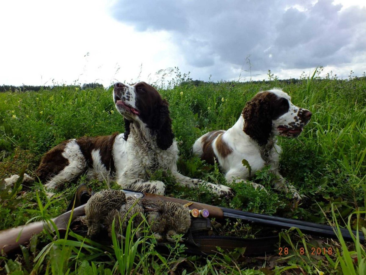 Спрингер спаниель на охоте