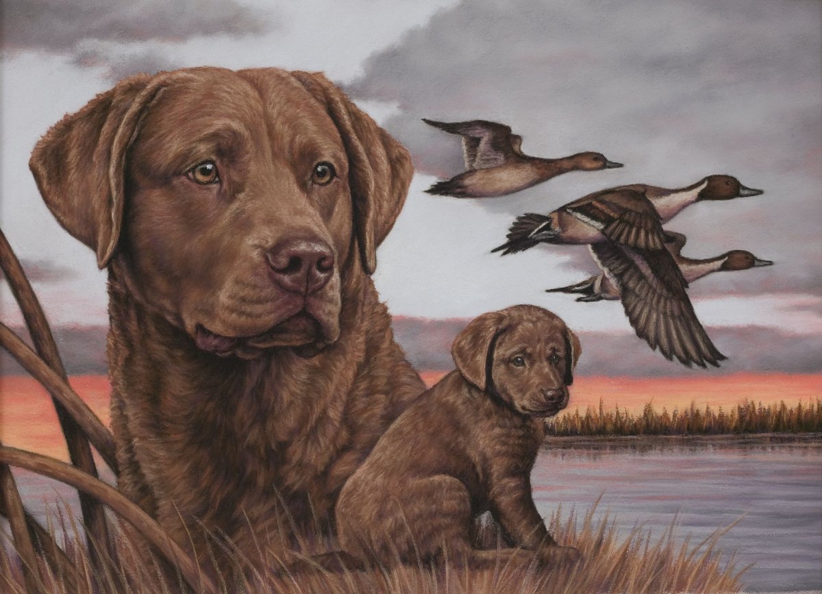 Чесапик ретривер для охоты