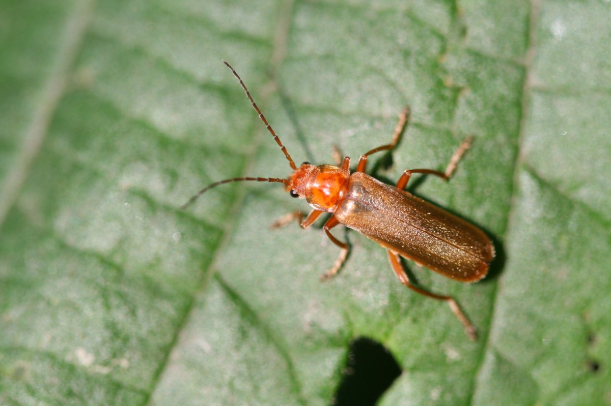 Cantharis Rufa